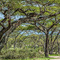 Ndutu, NCA, Tanzania; Acacias have a way of defending themselves against over foraging by Giraffes or Elephants, they produce a chemical that is carried down-wind and that sets of a chain reaction, turning the down-wind Acacias poisonous temporarily